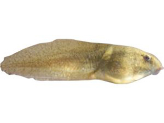 形似鱼的两栖类幼体